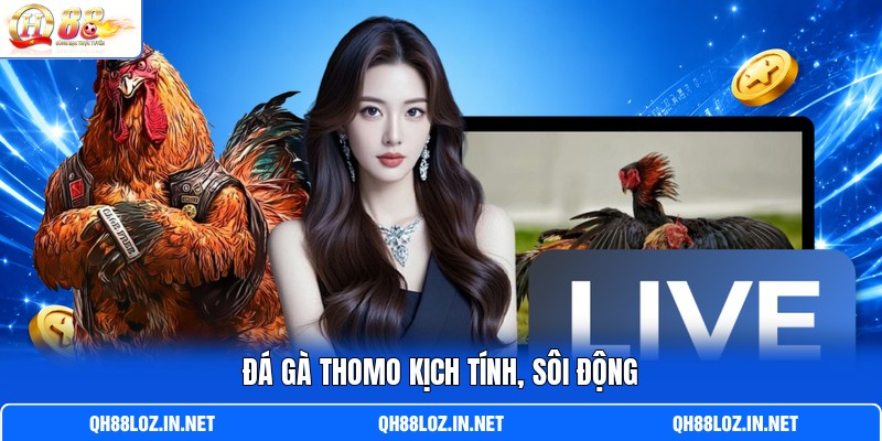 Đá gà Thomo kịch tính, sôi động Đá gà Thomo kịch tính, sôi động