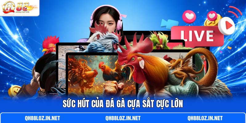 Sức hút của đá gà cựa sắt cực lớn Sức hút của đá gà cựa sắt cực lớn