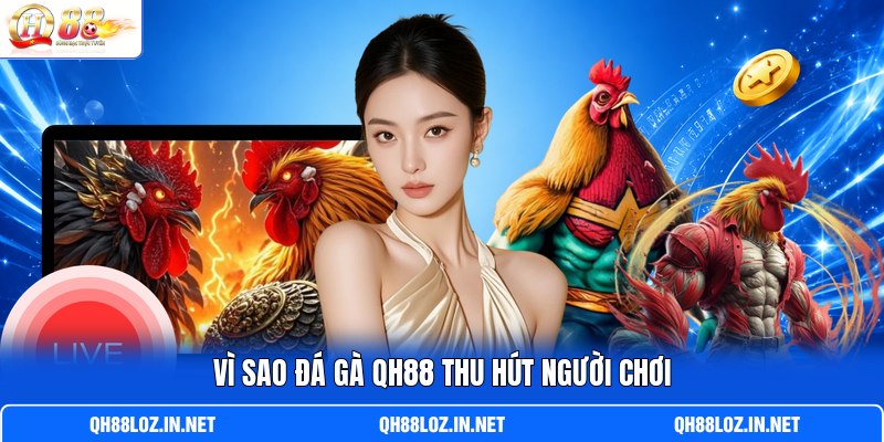 Vì sao đá gà QH88 thu hút người chơi Vì sao đá gà QH88 thu hút người chơi